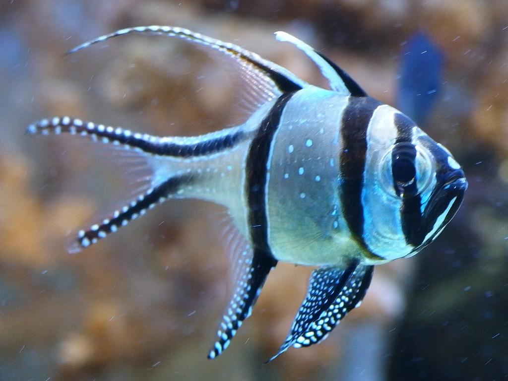 Banggai Cardinalfish (Pterapogon kauderni) on display at the New England Aquarium in Boston