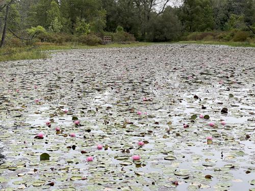 lily on Lily Pond in September at Reinstein Woods near Buffalo, NY