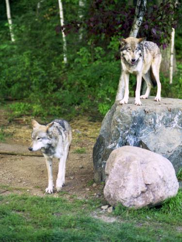 wolves in August at the International Wolf Center near the Boundary Waters Canoe Area in northern Minnesota