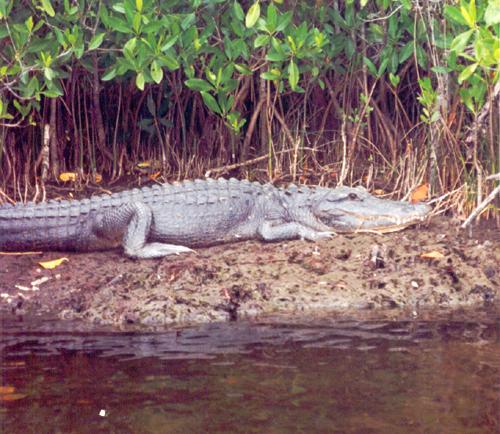 alligator in the Everglades, Florida, in January 1996