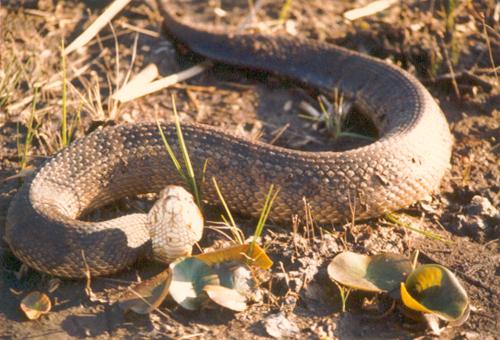 cottonmouth snake at Okefenokee Swamp in Georgia in March 1985