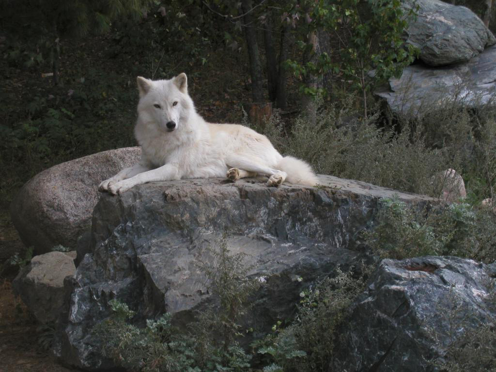 captive arctic wolf at the International Wolf Center in Ely, MN, in September 2003