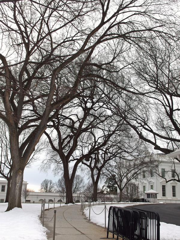 rear view of the White House in winter from Lafayette Square in Washington DC