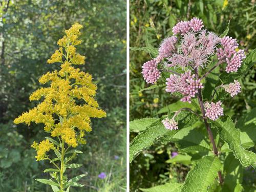 flowers in September at Darien Lakes State Park near Batavia in western NY