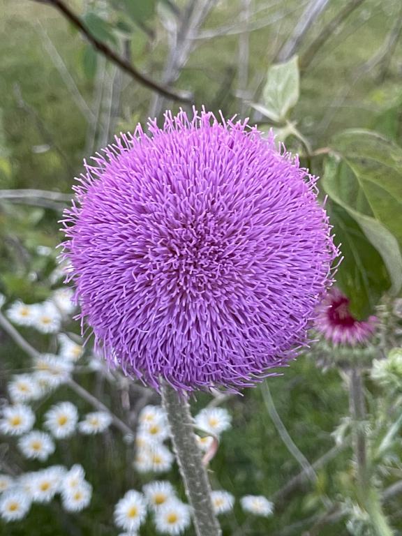 Musk Thistle in June beside the Erie Canal in western New York