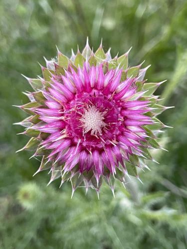 Musk Thistle in June beside the Erie Canal in western New York