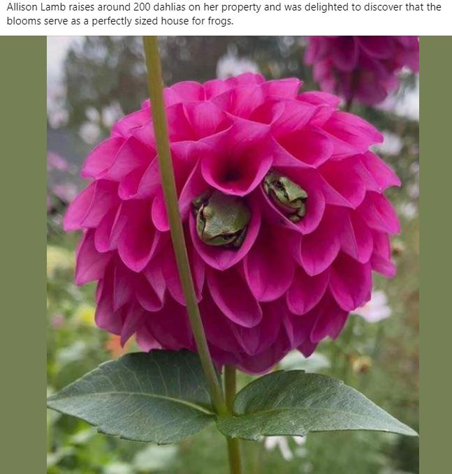 frogs in a dahlia