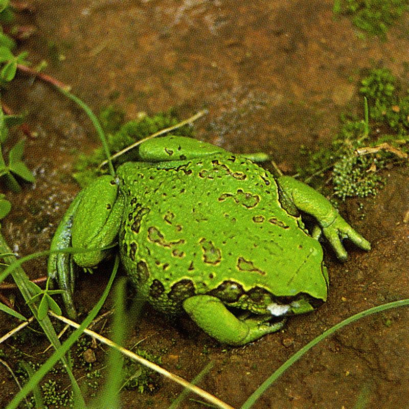 green toad