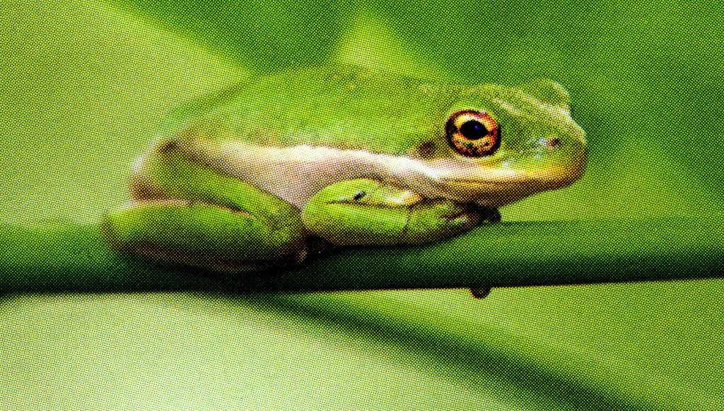 green treefrog