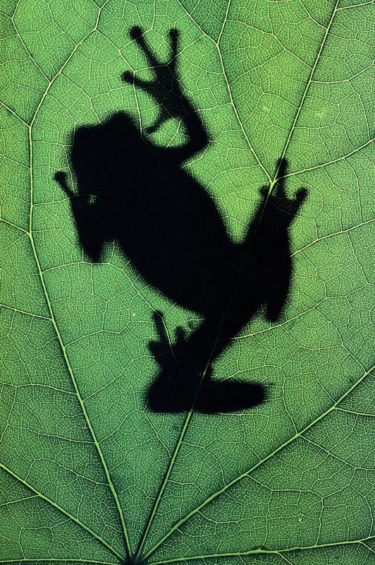 frog silhouette