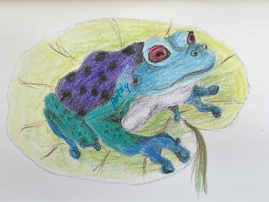 art drawing frog card