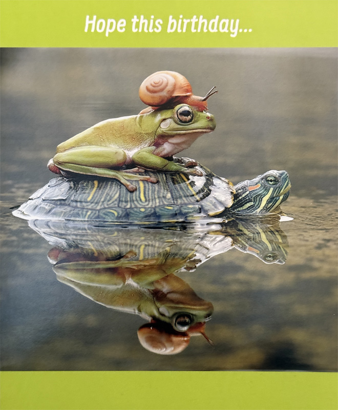 a frog in a stack