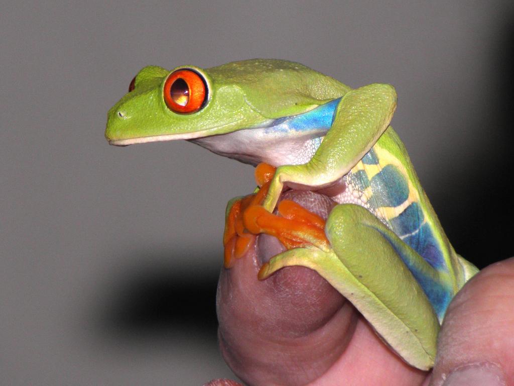 Red Eye Tree Frog