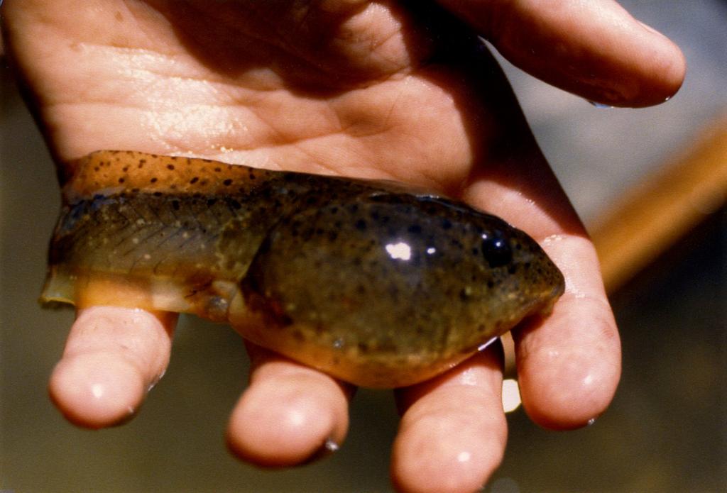 Bullfrog tadpole