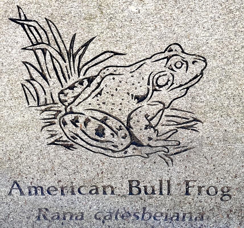 bullfrog