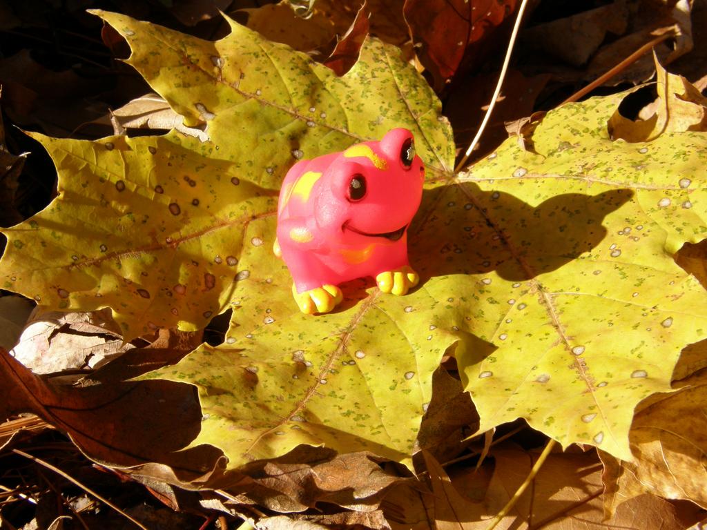 frog on a leaf