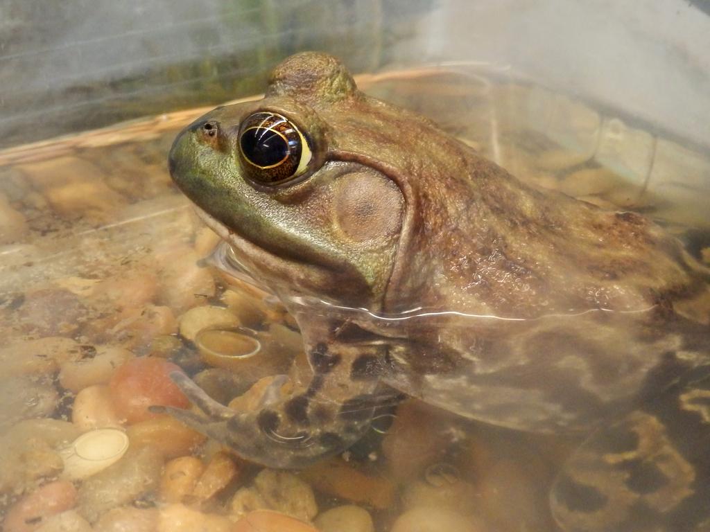 Bullfrog