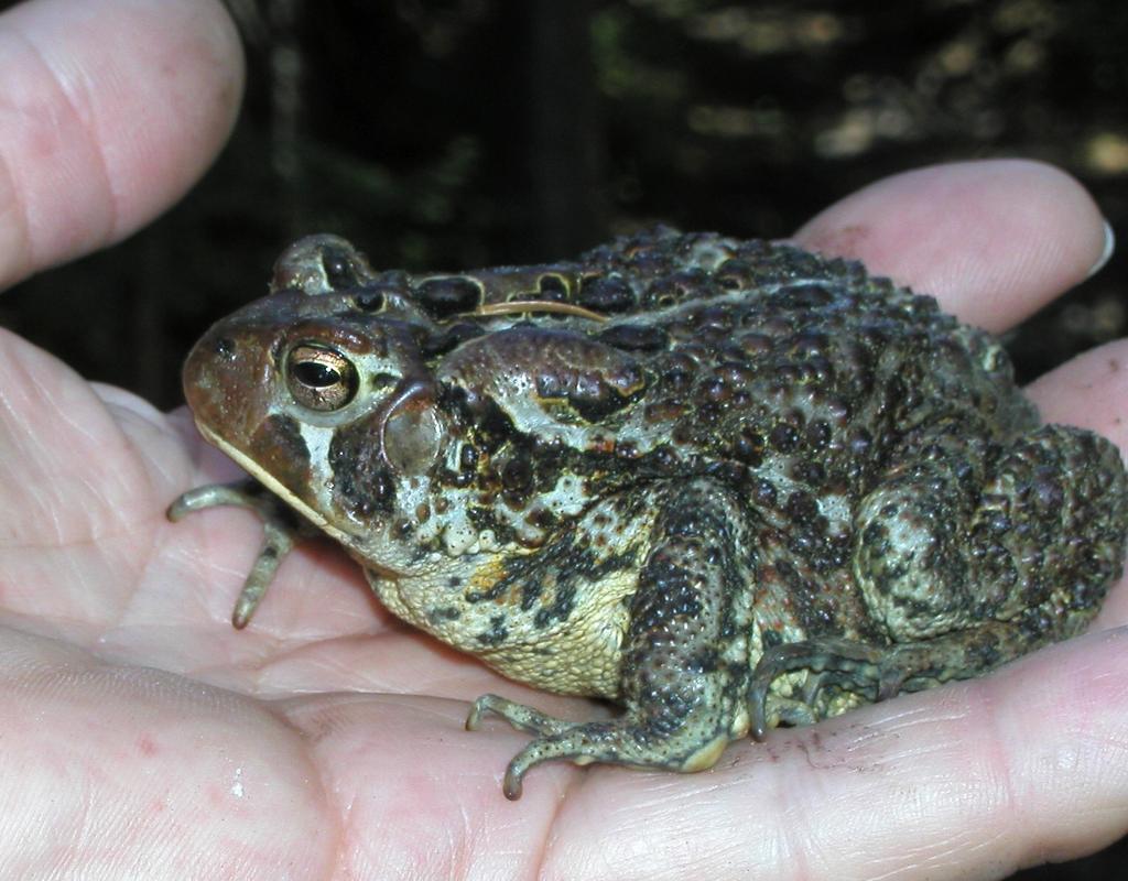 American Toad