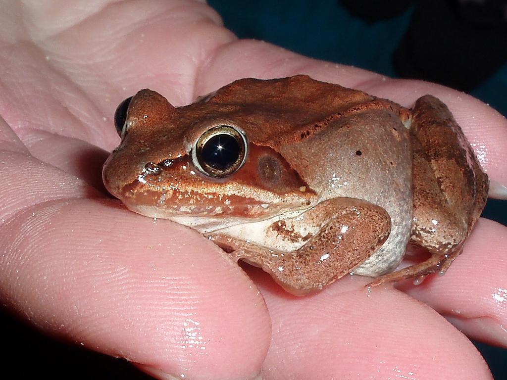 Wood Frog