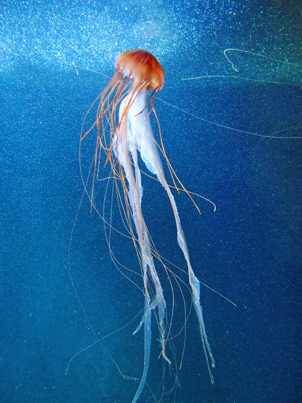 ornate jellyfish in the zoo aquarium at Berlin in Germany