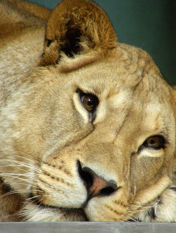 lioness settling in for a snooze on a cantilevered bench at the Berlin Zoo in Germany