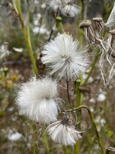 American burnweed (Erechtites hieraciifolius) in October at Abe Emerson Marsh near Candia in southern NH