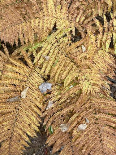 fern in October at Abe Emerson Marsh near Candia in southern NH