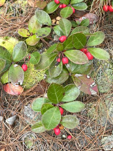 Wintergreen (Gaultheria procumbens) in October at Abe Emerson Marsh near Candia in southern NH