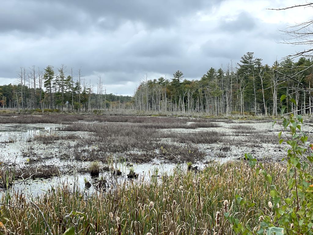 marsh view in October at Abe Emerson Marsh near Candia in southern NH