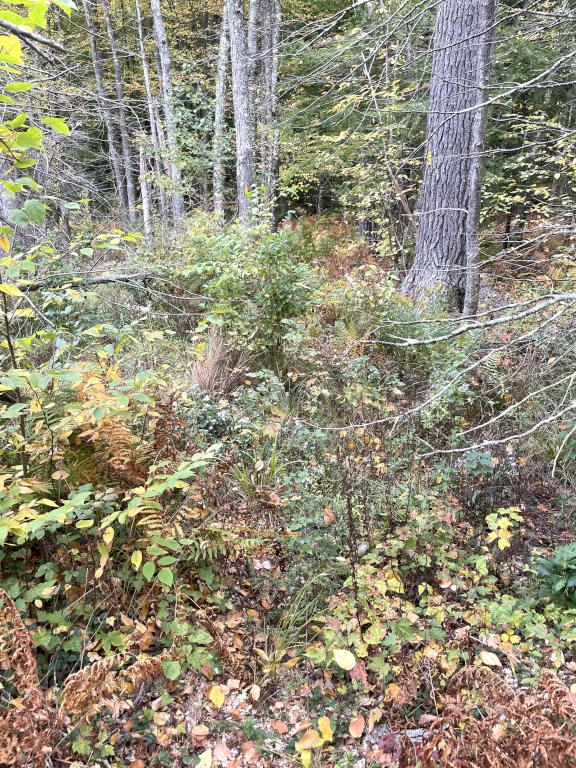 unmaintained trail in October 2024 at Abe Emerson Marsh near Candia in southern NH