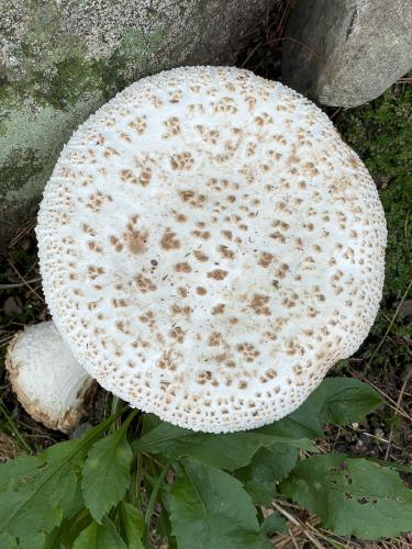 American Club-footed Lepidella (Amanita rhopalopus) in July at Acker Conservation Land near Westford in northeast MA