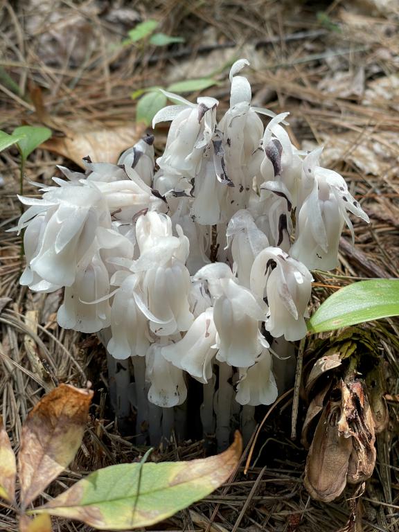 Indian Pipe (Monotropa uniflora) in July at Acker Conservation Land near Westford in northeast MA