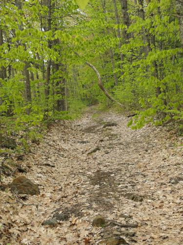 hike start to Acorn Hill in western New Hampshire