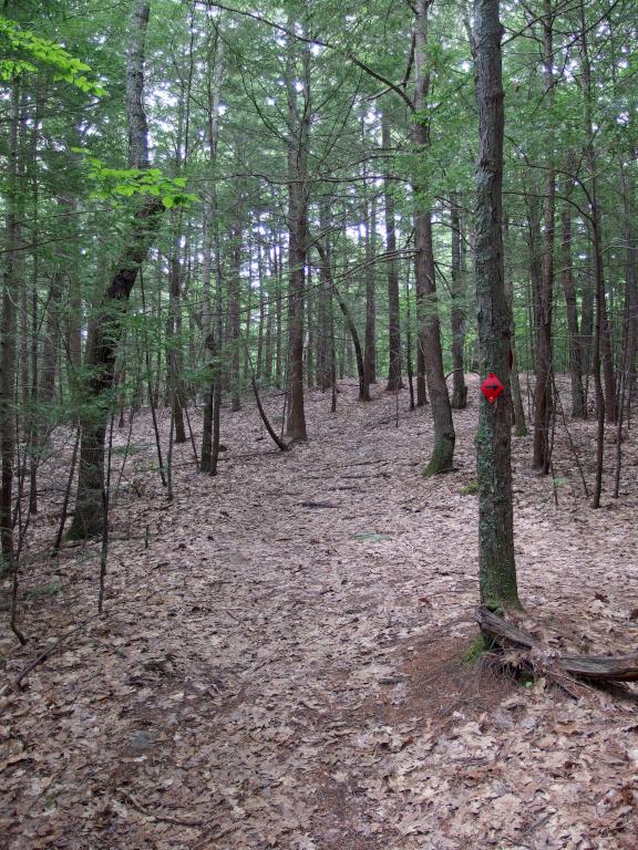 Red Trail sharp turn at Acorn Town Forest in southeast NH