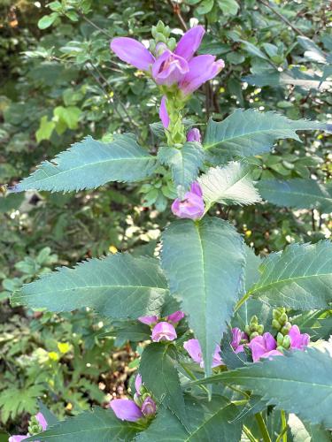 Red Turtlehead (Chelone obliqua) in September at Acton Arboretum in northeast MA