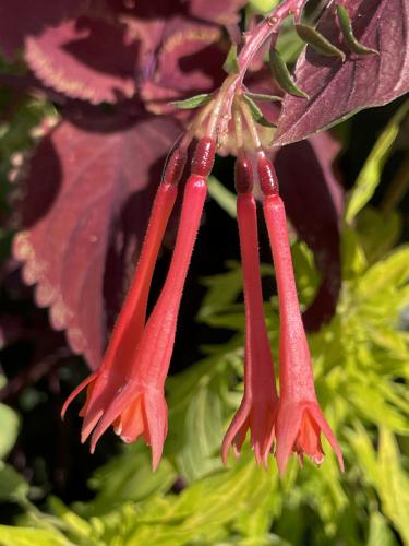 Lady's Eardrops (Fuchsia triphylla) in September at Acton Arboretum in northeast MA