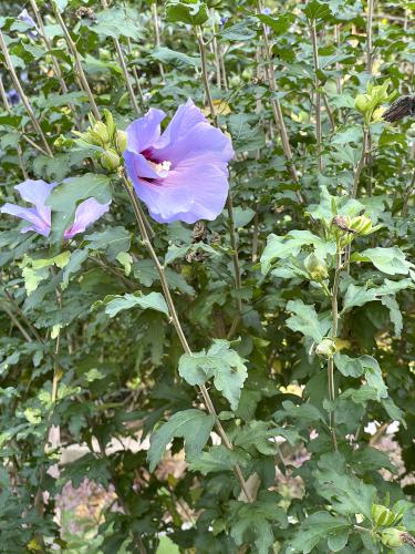 Rose of Sharon (Hibiscus syriacus) in September at Acton Arboretum in northeast MA