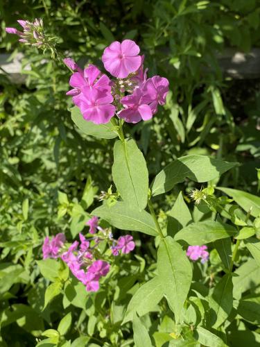 Meadow Phlox (Phlox maculata) in September at Acton Arboretum in northeast MA