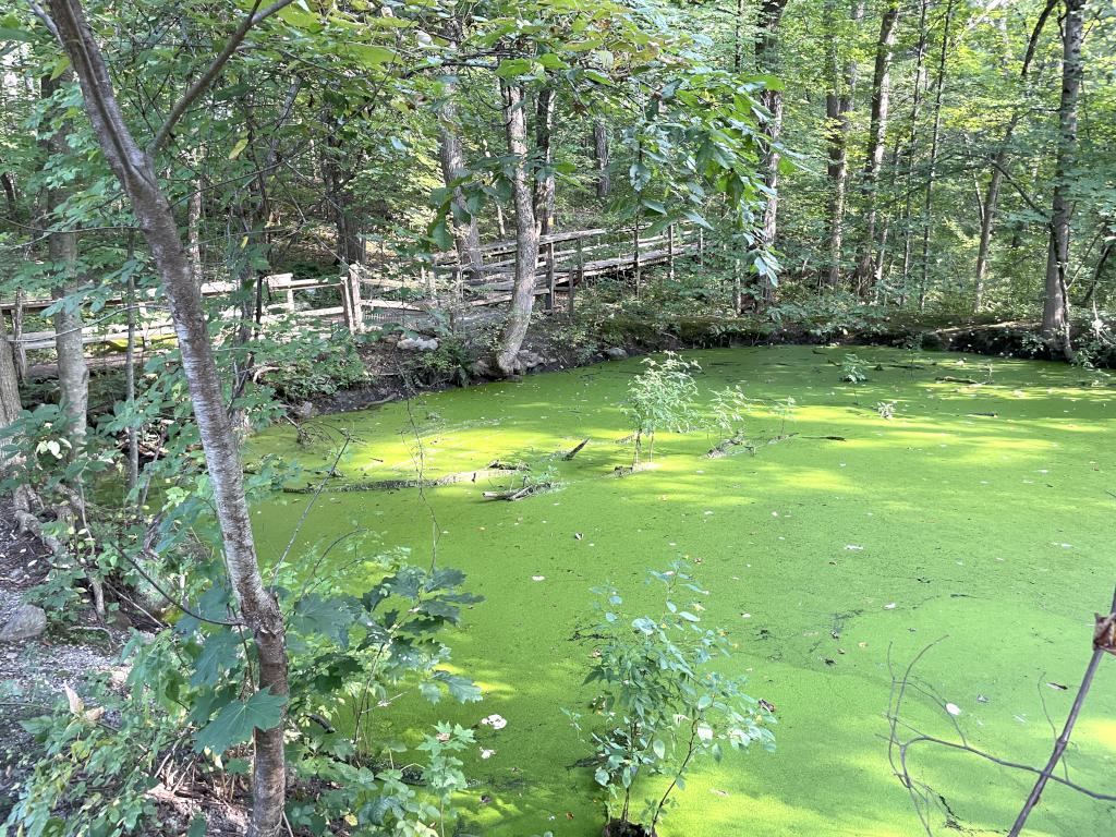 swampy area in September at Acton Arboretum in northeast MA