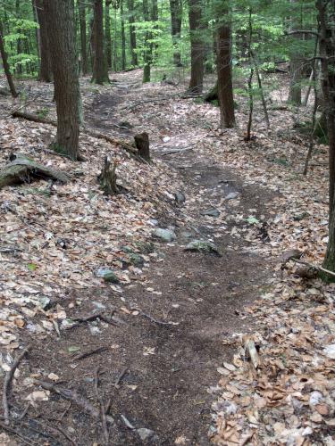 trail at Ahern State Park in New Hampshire