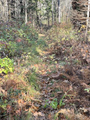 narrow trail in October at Albert Doolittle Conservation Area in southern NH