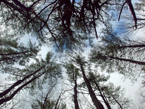 canopy in December at Alice Peck Day Nature Trails in western New Hampshire