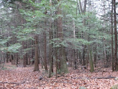 trees in December at Alice Peck Day Nature Trails in western New Hampshire