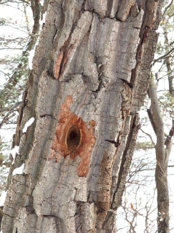 perhaps a Tupelo (Nyssa sylvatica) -- with knobby bark and bird-peck attack -- at Allen Hill in Vermont