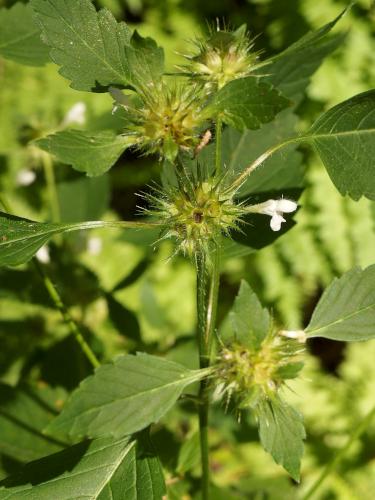 Hemp Nettle (Galeopsis tetrahit) at Antone Mountain in southwest Vermont