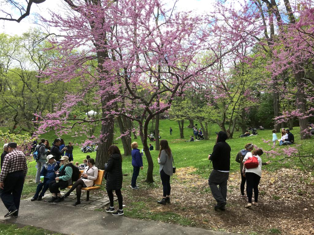 Andee checks out a Redbud on Lilac Sunday at the Arnold Arboretum at Jamaica Plain in Massachusetts