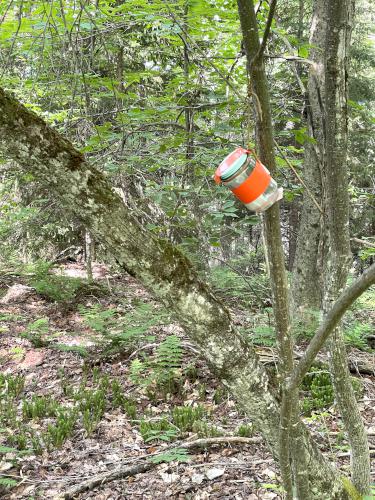 Shatney North Mountain in July on ATV hikes near Pittsburg in northern New Hampshire