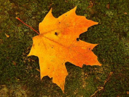 golden leaf at Averill Mountain in northeast Vermont