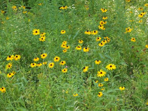 field of flowers on the way to Ayers Pond Peaks in New Hampshire