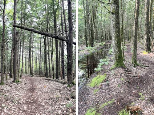 trails in July at Bachelder Trails near Loudon in southern New Hampshire